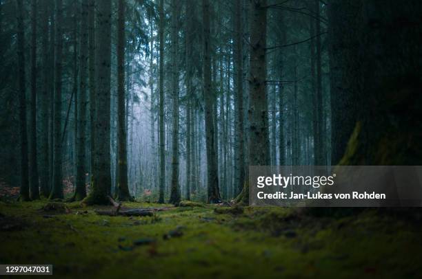 moody forest fog moss - woodland stock pictures, royalty-free photos & images