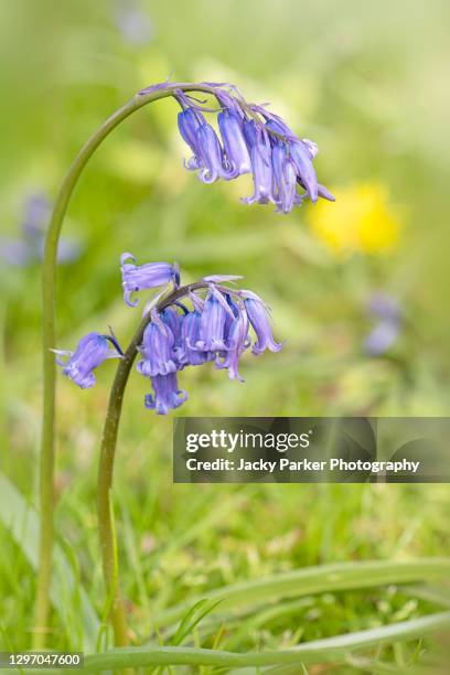 1,057 English Bluebells Stock Photos, High-Res Pictures, and Images ...