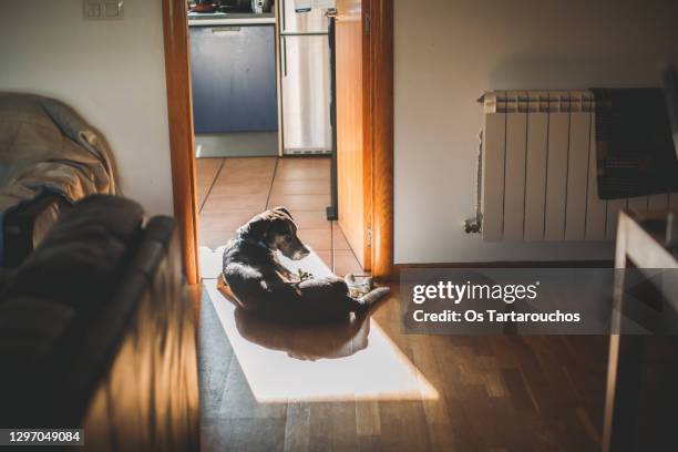 black and white senior dog having a sunbath lying down in a square of sun in the floor - dog lying down stock pictures, royalty-free photos & images