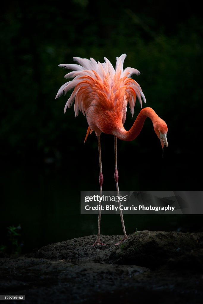 Pink Flamingo