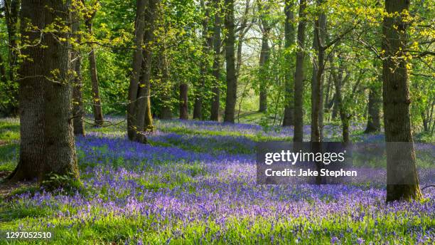 bluebell wood in early morning light. - bluebell stock pictures, royalty-free photos & images