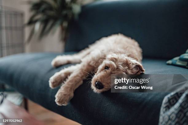 cute puppy lying on sofa - triste fotografías e imágenes de stock