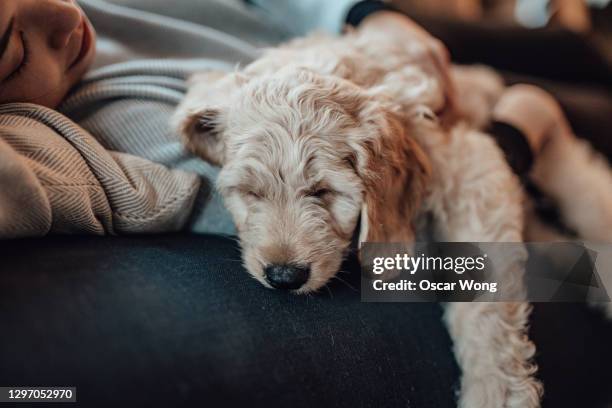 cut puppy sleeping with owner - pet insurance stock-fotos und bilder