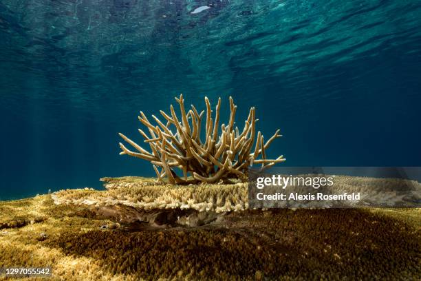 Healthy coral reef with hard corals of the genus Acropora in the waters of Mayotte Marine Natural Park on December 04 Mozambique Channel, Comoros...