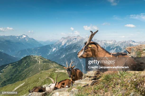 geiten in de europese alpen. op de achtergrond de bergketen van de lechtal alpen. - alpine goat stockfoto's en -beelden