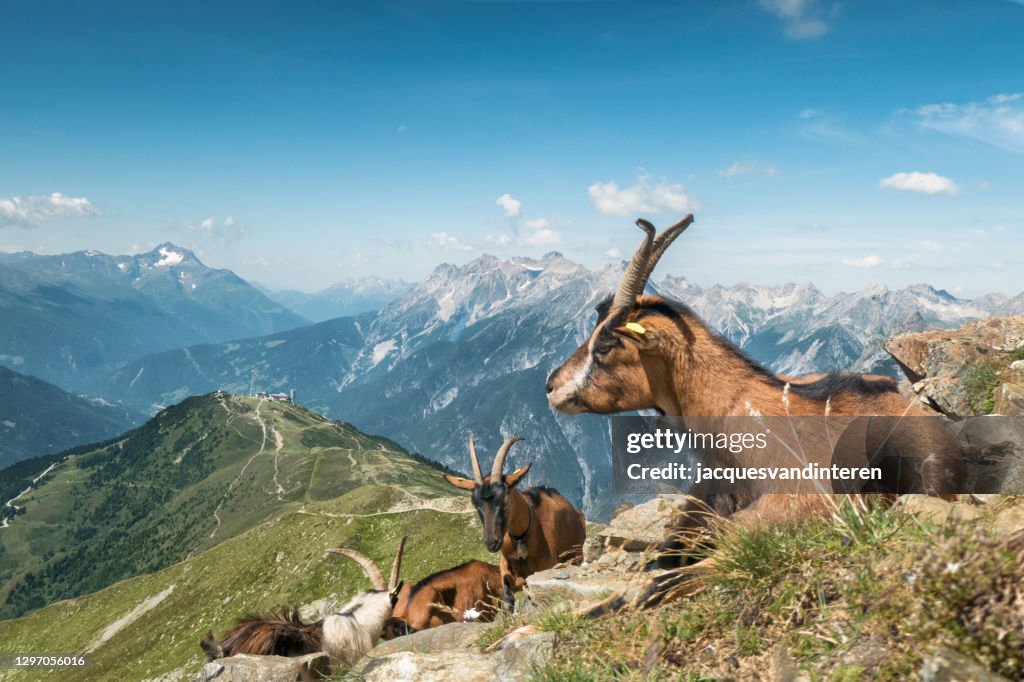 Goats in the European Alps. In the background the mountain range of the Lechtal Alps.