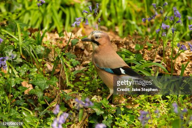 jay in bluebell wood - jay stock pictures, royalty-free photos & images