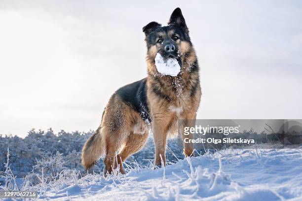 a german shepherd dog stands in the snow with a piece of snow in its teeth. - german shepherd teeth stockfoto's en -beelden