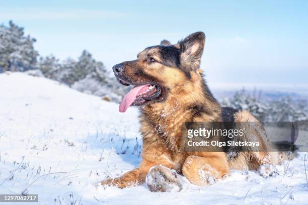 german shepherd dog lies in the snow. - german shepherd teeth stock pictures, royalty-free photos & images