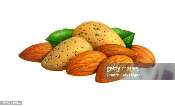 ilustrações de stock, clip art, desenhos animados e ícones de almonds horizontal - amendoas