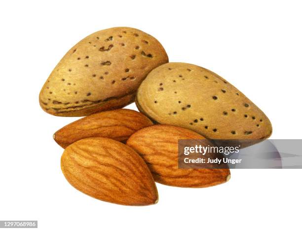 almond group - photo realism stock illustrations