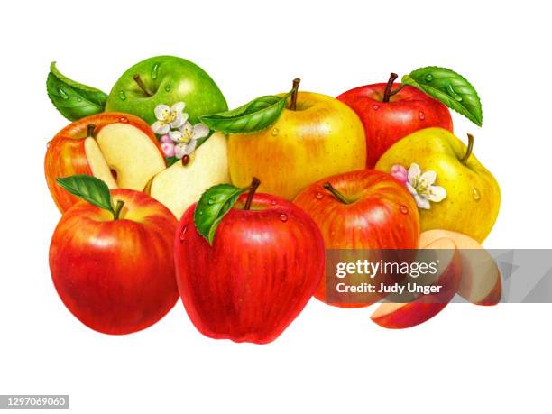 stockillustraties, clipart, cartoons en iconen met appelrassen - granny smith appel