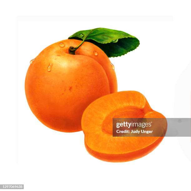 aprikosen ganze und die hälfte - realismus stock-grafiken, -clipart, -cartoons und -symbole