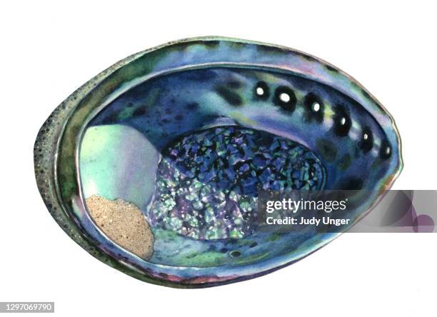abalone shell - abalone stock illustrations