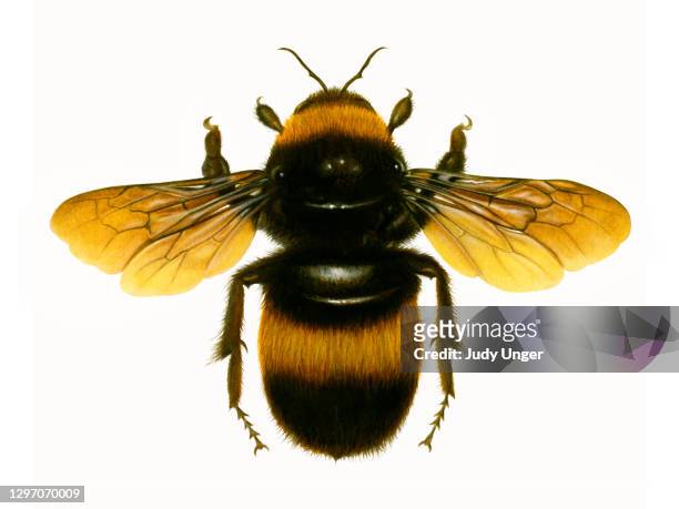 ilustraciones, imágenes clip art, dibujos animados e iconos de stock de abeja - bumblebee