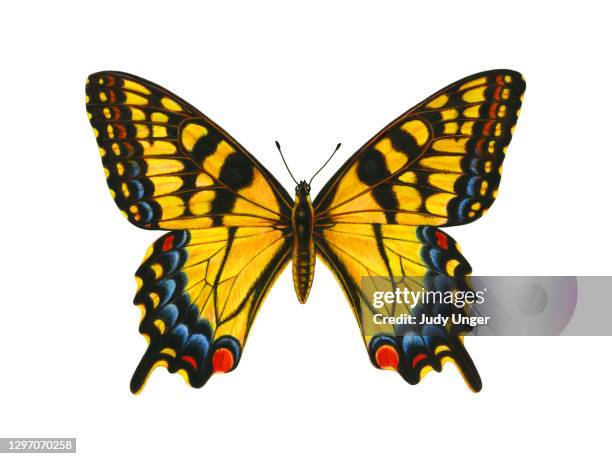 butterfly swallowtail - swallowtail butterfly stock illustrations