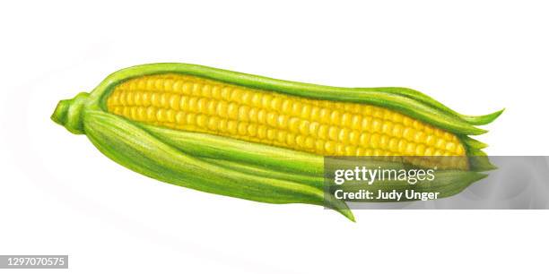 corn solo - sweetcorn stock illustrations