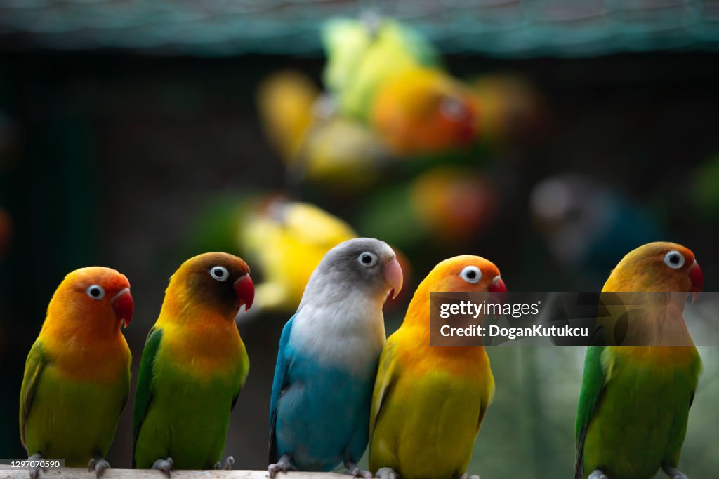 The parrots standing side by side are facing the same direction