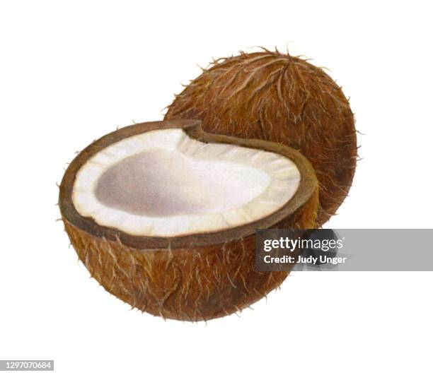 kokosnuss-paar - coconut isolated stock-grafiken, -clipart, -cartoons und -symbole