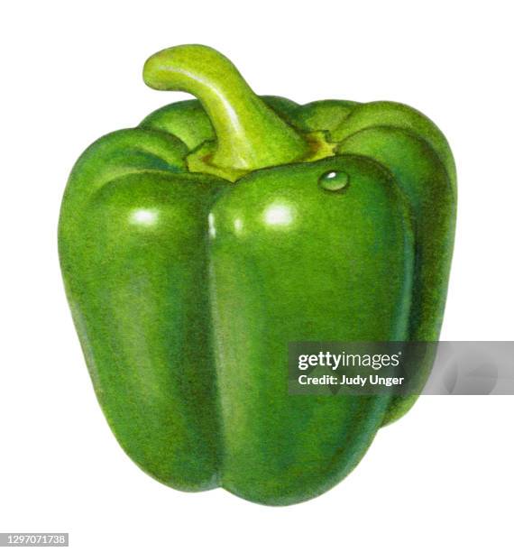 ilustraciones, imágenes clip art, dibujos animados e iconos de stock de bell pepper green - pimiento verde