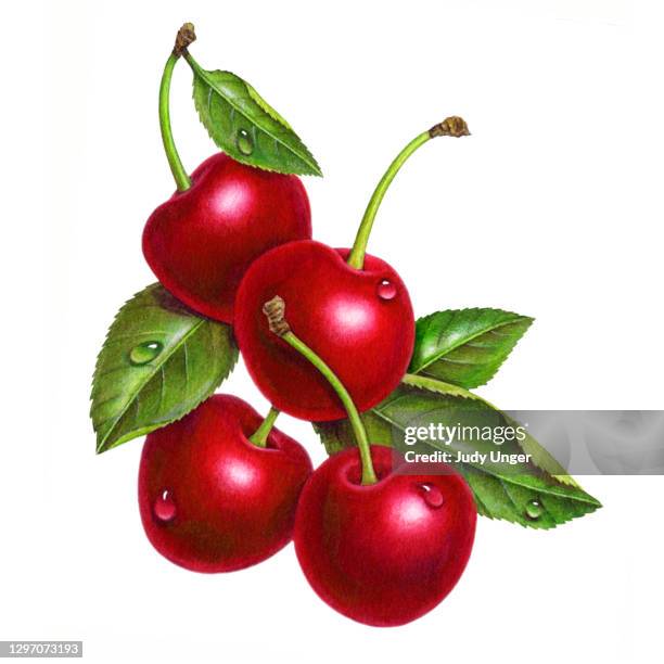 cherries four - cherry stock illustrations
