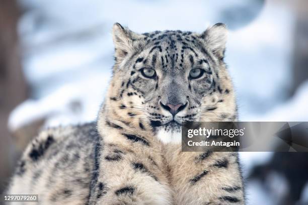 雪豹 - snow leopard 個照片及圖片檔