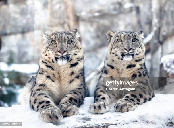 snow leoparden - schneeleopard stock-fotos und bilder