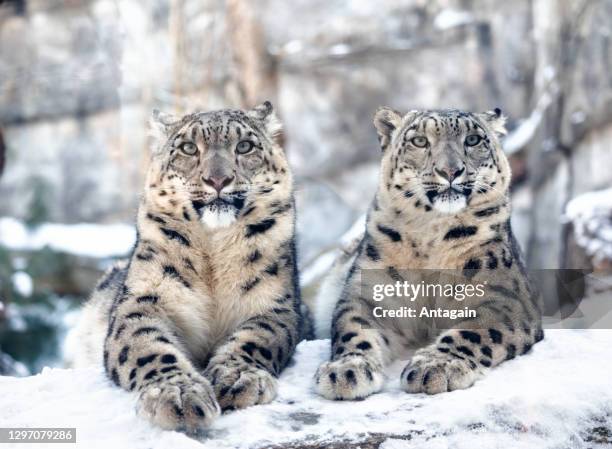 雪豹 - snow leopard 個照片及圖片檔
