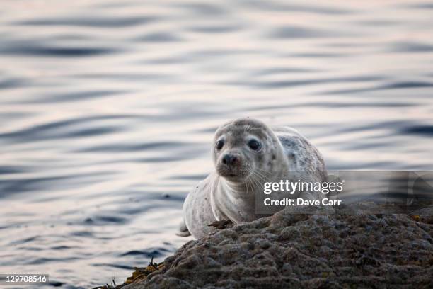 baby seal - gray seal stock pictures, royalty-free photos & images