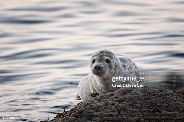 baby seal - baby seal bildbanksfoton och bilder