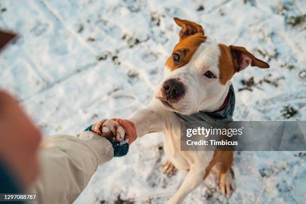 pata a mano somos mejores amigos - pit bull terrier fotografías e imágenes de stock