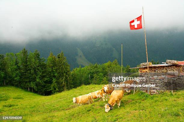 cows in the swiss alps - flagge schweiz stock-fotos und bilder