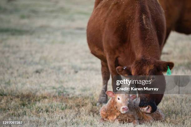 newborn calf and mama cow - charolais rind stock-fotos und bilder