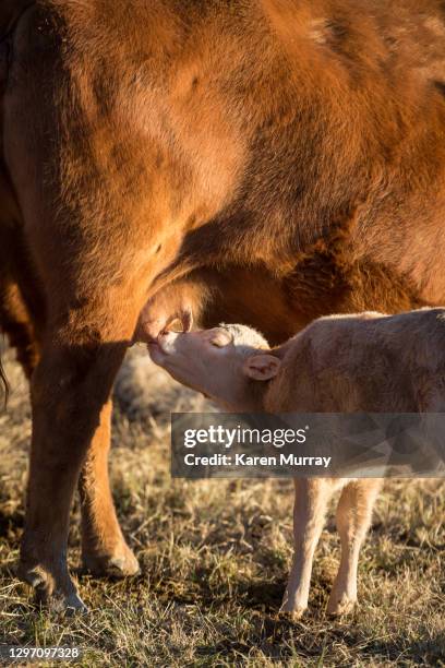 cute calf getting milk from mama cow - cow winter imagens e fotografias de stock