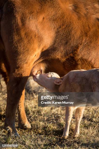 cute calf getting milk from mama cow - dia bildbanksfoton och bilder