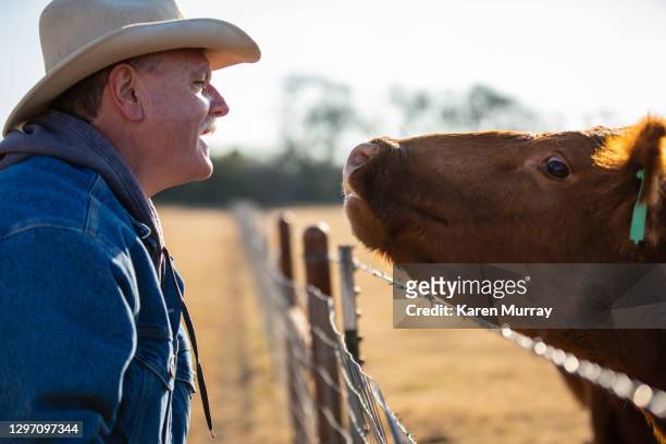 rancher and cow interacting - rancher stock-fotos und bilder
