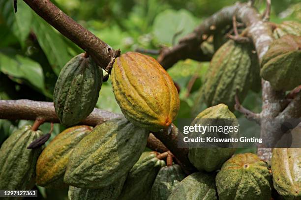 raw cocoa fruit - cacao tree stock-fotos und bilder