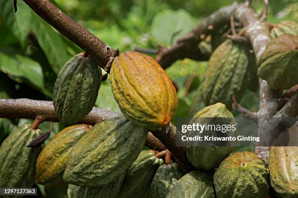 raw cocoa fruit - cocoa plant imagens e fotografias de stock