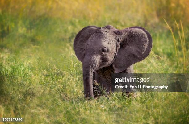 cute young elephant - tierohr stock-fotos und bilder