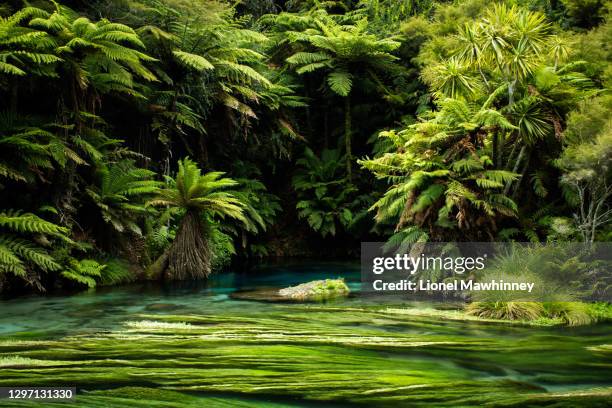 blue springs - new zealand forest stock pictures, royalty-free photos & images