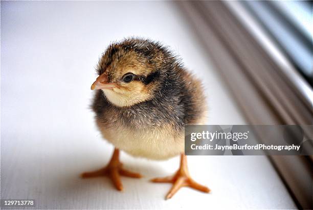 baby chick - worcester england stock pictures, royalty-free photos & images