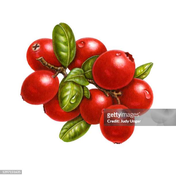 cranberry bunch - photo realism stock illustrations
