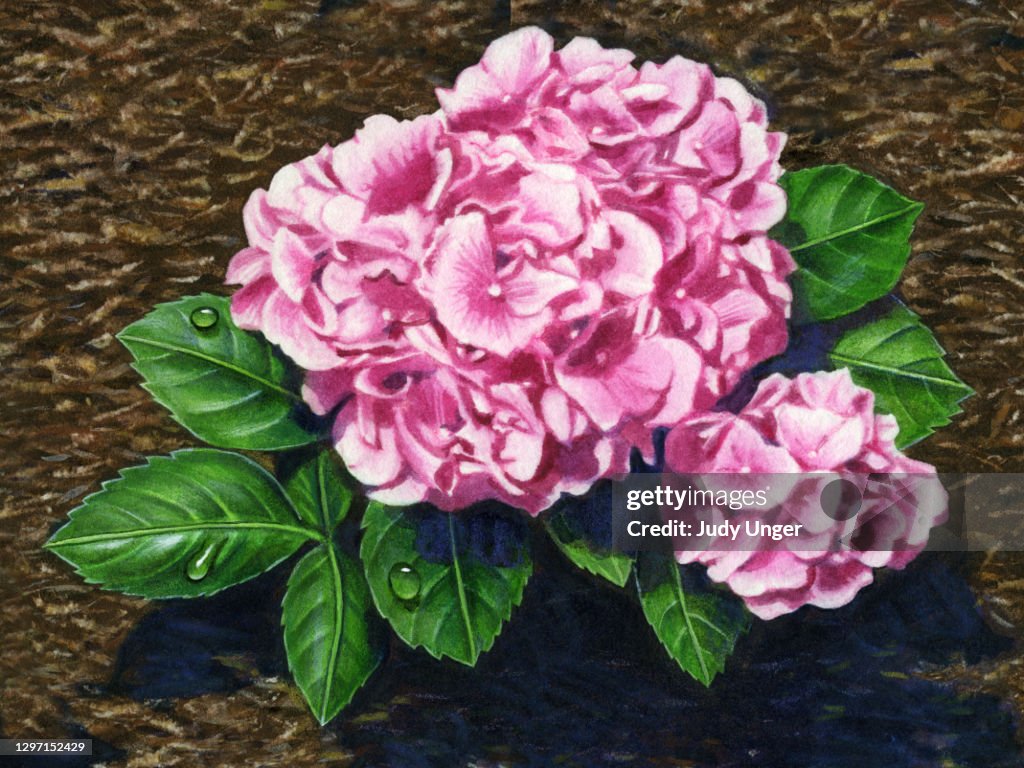 Flower - Hydrangea