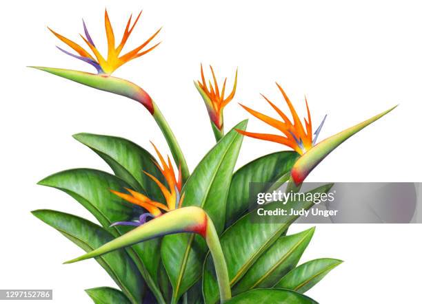 garden bird of paradise plant - bird of paradise bird stock illustrations