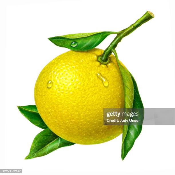 grapefruit yellow with branch - grapefruit juice stock illustrations