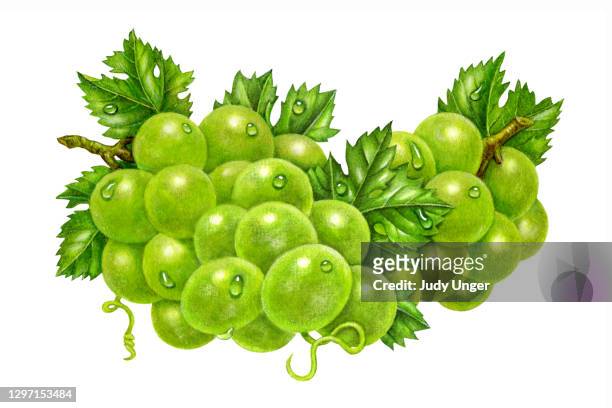 grapes green group - tendril stock illustrations