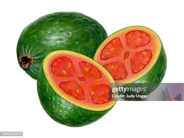 guava group - 3 section stock illustrations