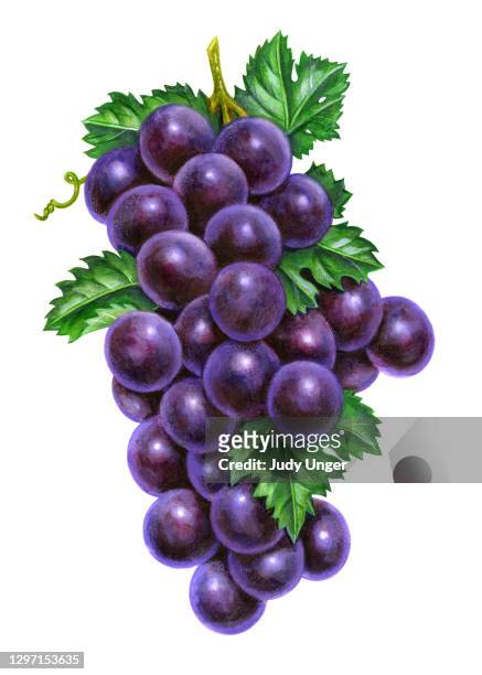 grapes vertical - tendril stock illustrations