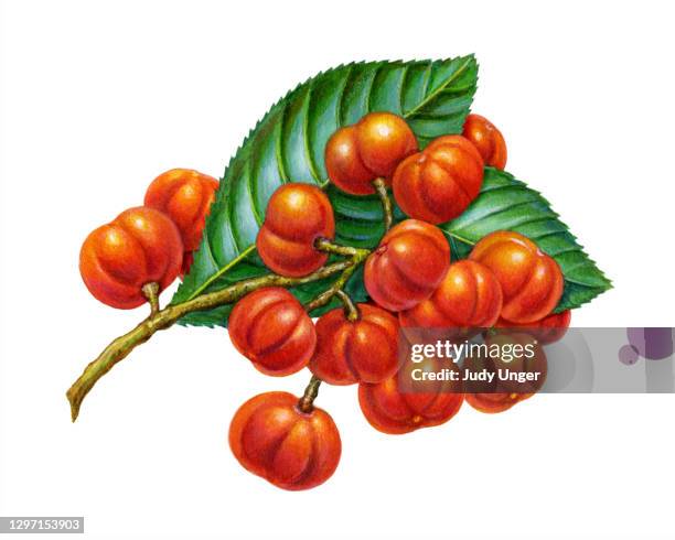 guarana berries - guarana fruit stock illustrations