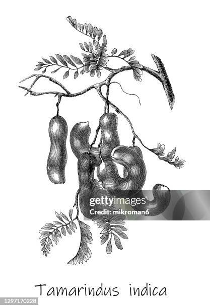 old engraved illustration of tamarind (tamarindus indica) - tamarind stock pictures, royalty-free photos & images